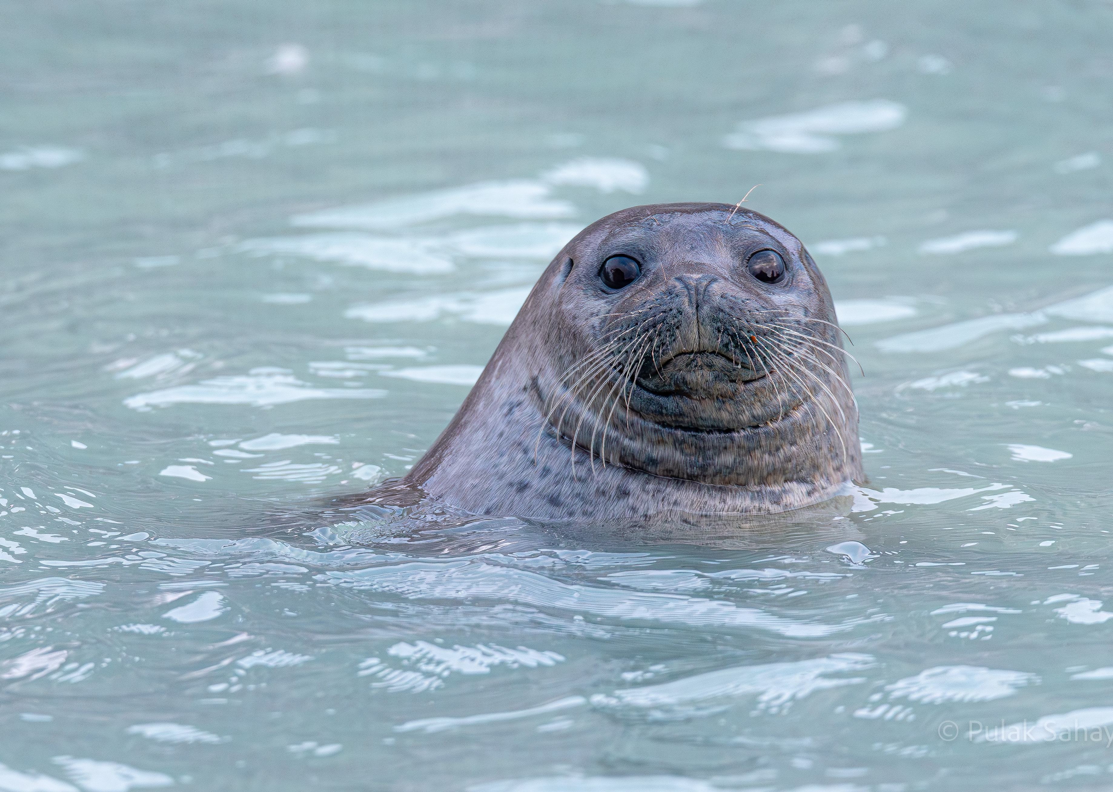 Serious seal